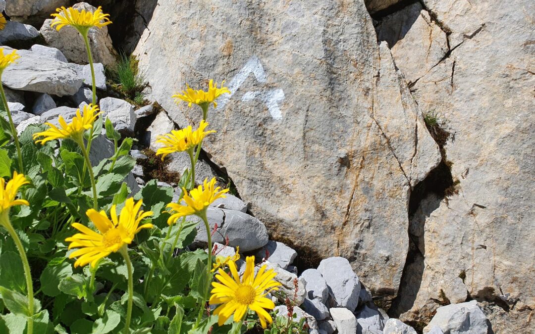 Alle Wegabschnitte kontrolliert – der Arlberg Trail ist sehr gut begehbar